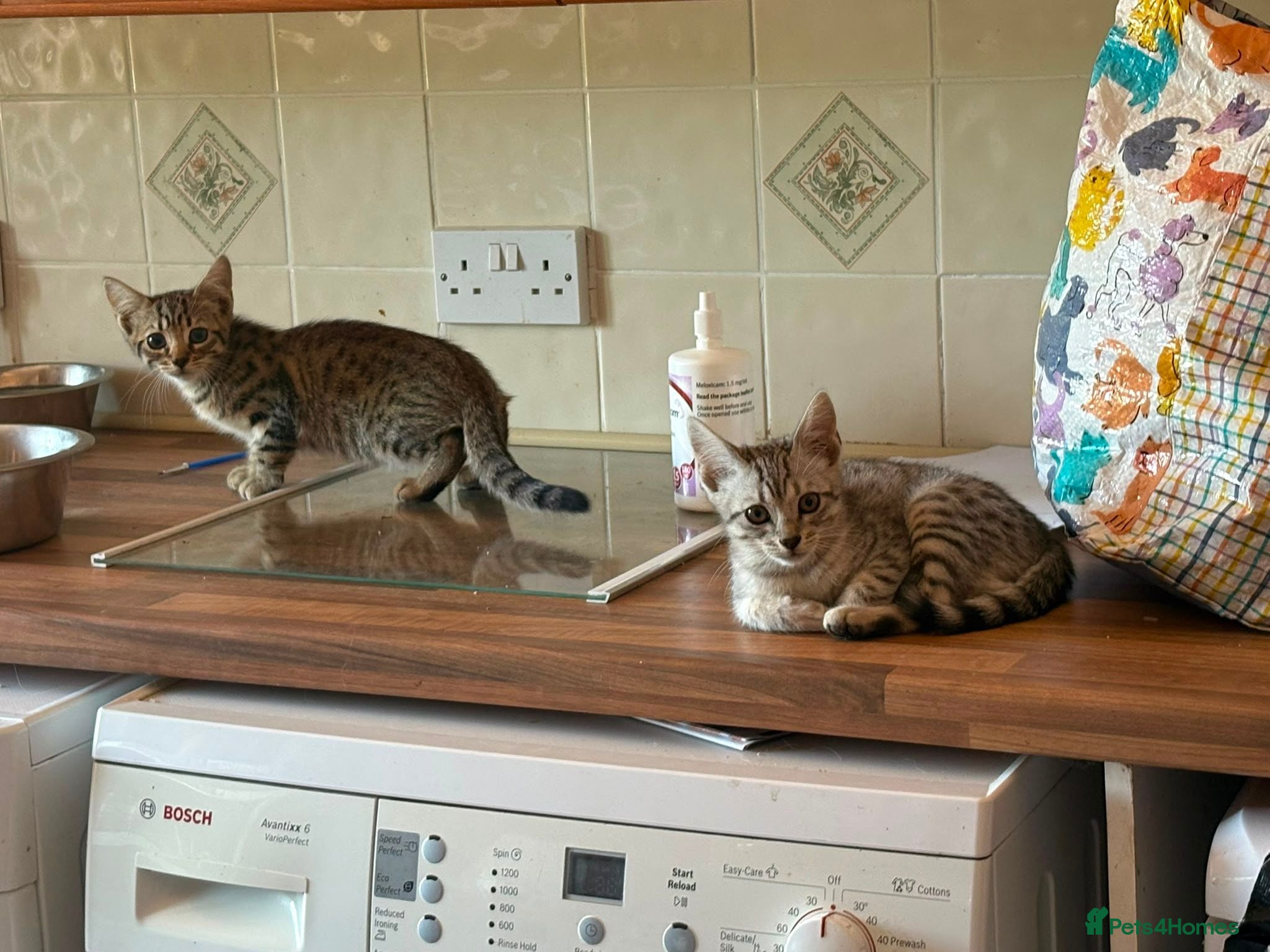 Bengal cats Beautiful Bengal x kittens for sale - Advert 2