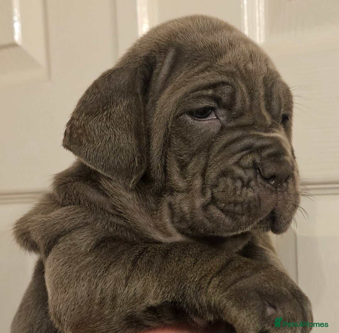 Neapolitan Mastiff dogs for sale: Makaevo Puppies - Advert 18