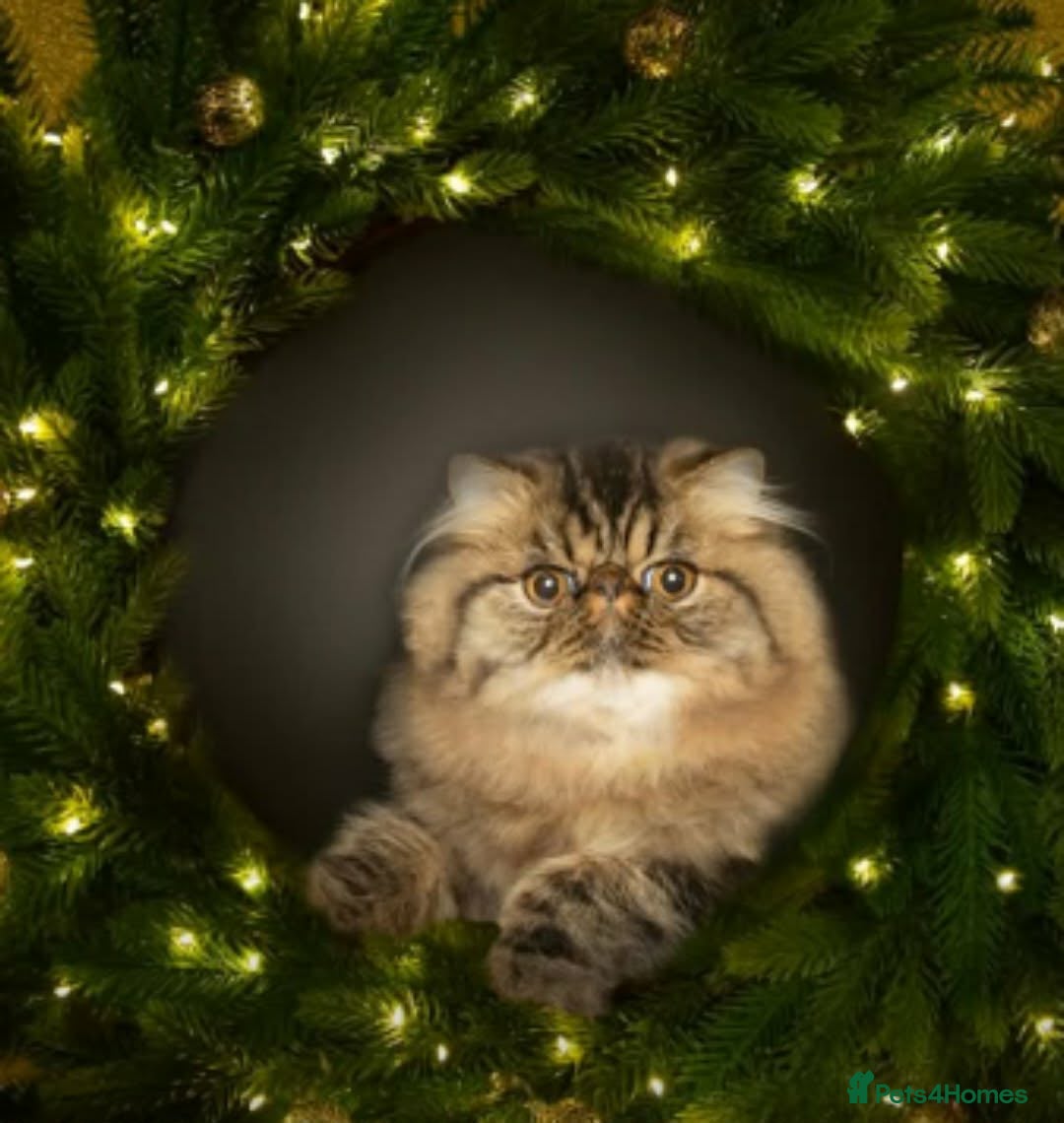 Persian cats CH Teddy Persian - Amazing cat - Advert 1