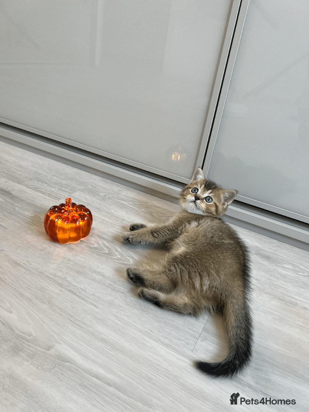 Scottish Fold cats for sale: TICA Pedigree Scottish Straight Boy🐾Rare colour🐾 - Image 9