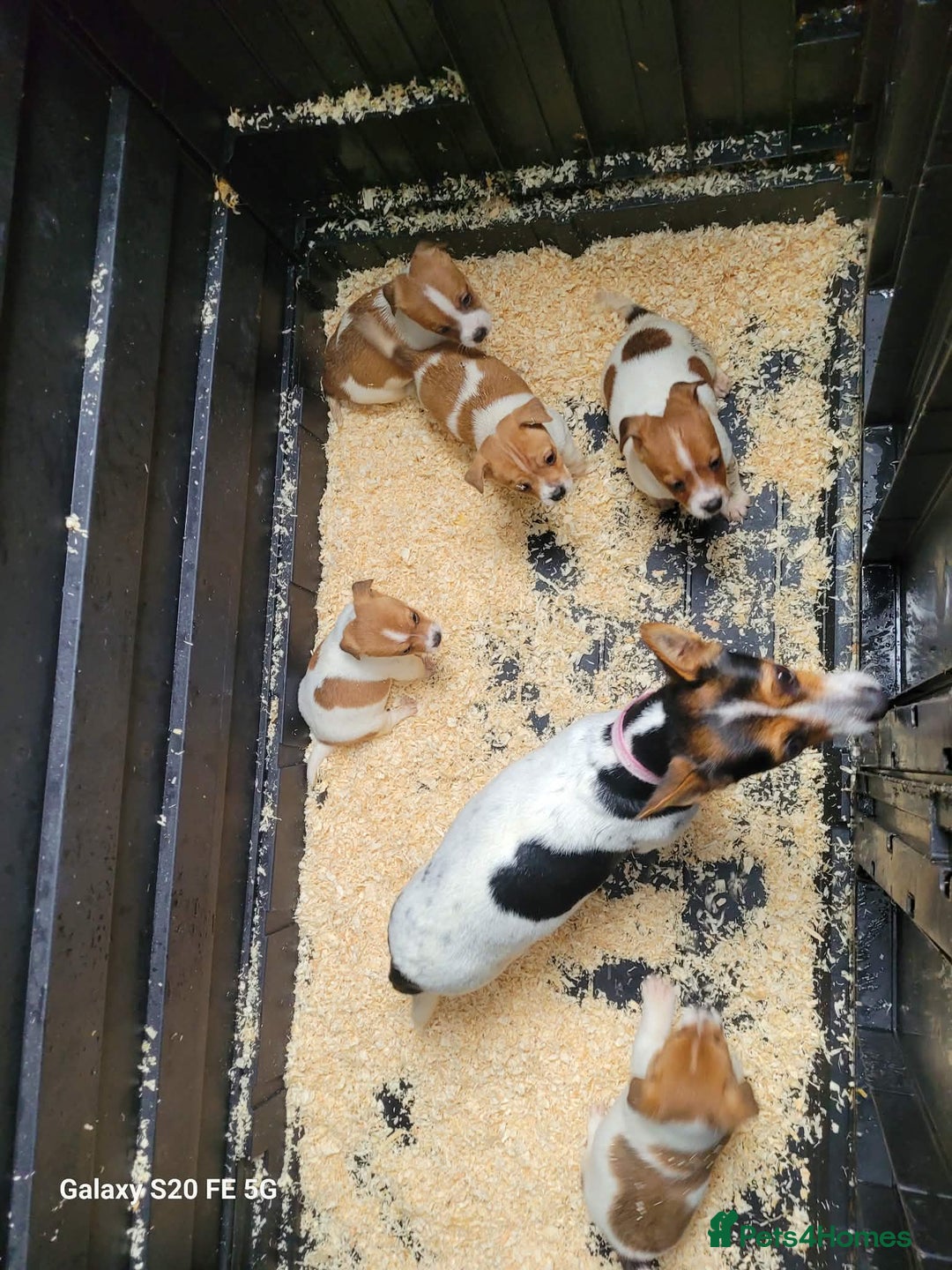 Jack Russell dogs for sale: 5 lovely Male jack Russel puppies for sale - Advert 3