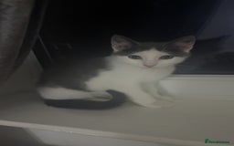 Mixed Breed cats for sale: Grey and white kitten - Image 1