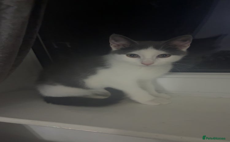 Mixed Breed cats - Advert 1