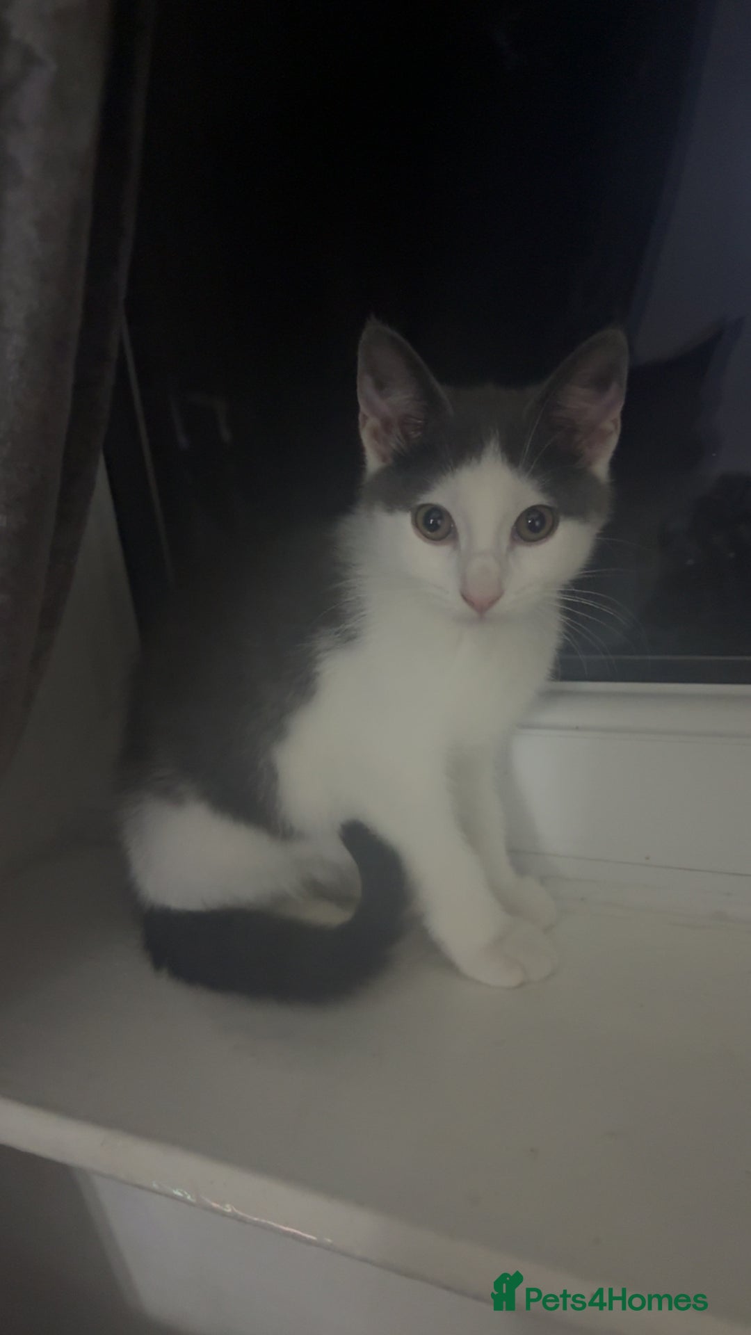 Mixed Breed cats for sale: Grey and white kitten - Image 1