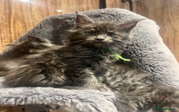 Maine Coon cats for sale: STUNNING MAINE COON KITTENS BLUE SMOKE (tica reg ) - Image 15