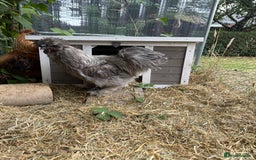 Chickens poultry for sale: 2 male silkie chickens - Image 3