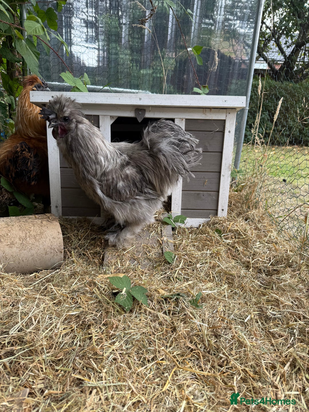 Chickens poultry for sale: 2 male silkie chickens - Image 3