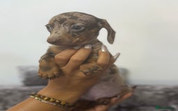 Miniature Dachshund dogs for sale: 7 stunning miniature dachshund puppies - Image 14