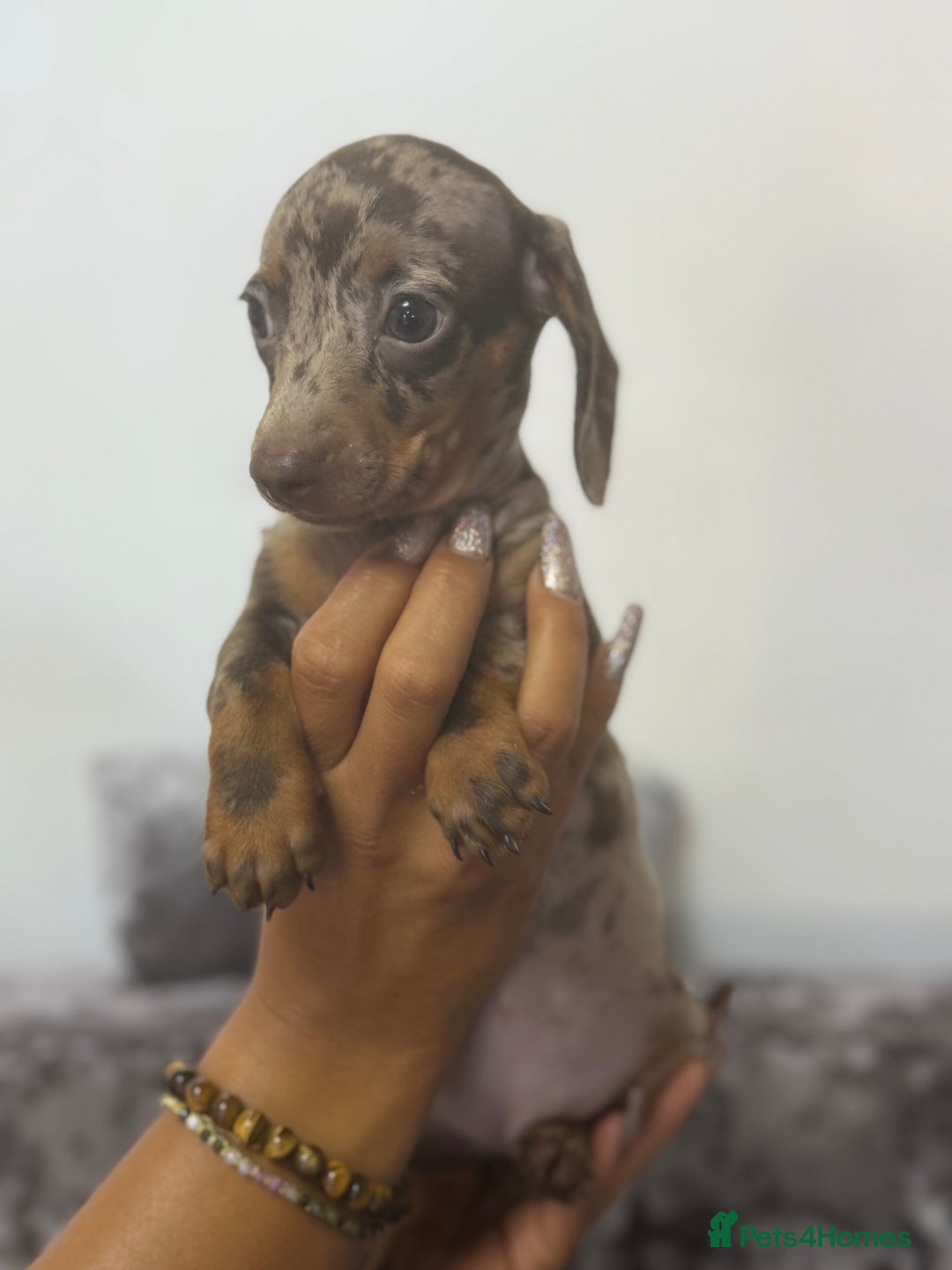 Miniature Dachshund dogs for sale: 7 stunning miniature dachshund puppies - Image 14