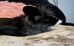 Mixed Breed rabbits for sale: Netherland dwarf and lionhead mixed bunnies - Image 13