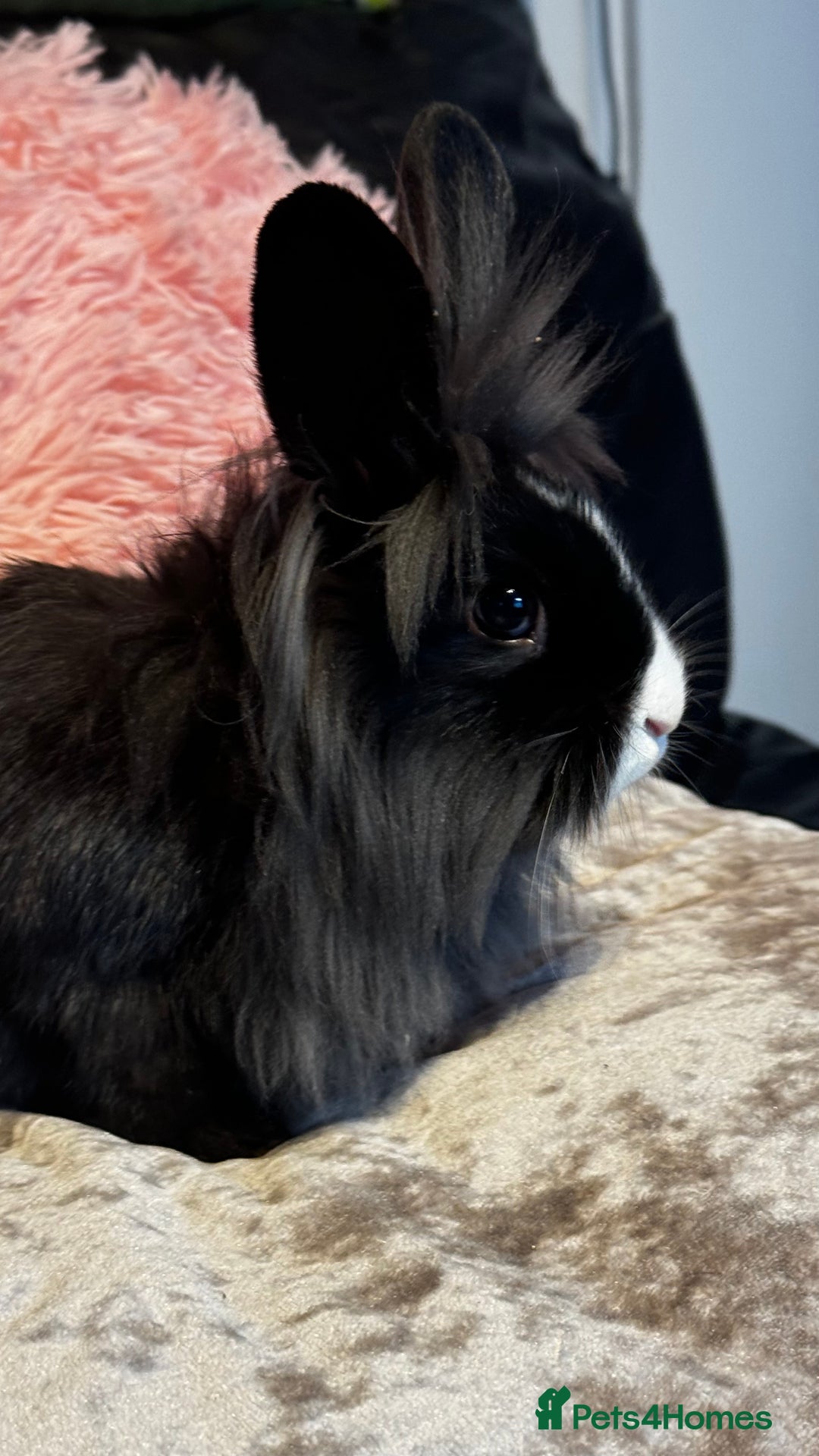 Mixed Breed rabbits for sale: Netherland dwarf and lionhead mixed bunnies - Image 13