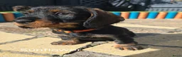 Dachshund dogs for sale: READY NOW Lovely Bunch Standard Dachshund puppies - Advert 14