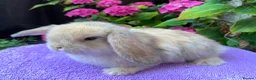 Mini Lop rabbits for sale: Gorgeous baby mini lop boys ready now in Edinburgh - Advert 2