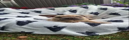 French Bulldog dogs for sale: French Bulldog PuppiesReady for Their Forever home - Advert 6