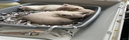 British Longhair cats for sale: Pure bred British Shorthair kittens - Advert 13