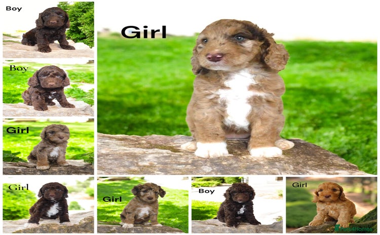 Cockapoo dogs - Advert 4