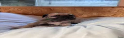 Boerboel dogs for sale: South African boerboel - Advert 10