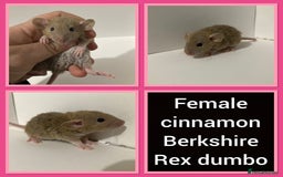 Rat rodents for sale: Adorable dumbo baby rates for sale ♥️ - Advert 9