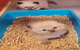 Ragdoll cats for stud: Proven chunky Ragdoll available for Stud  in Hull - Image 25