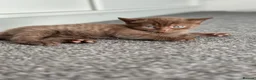 British Shorthair cats for sale: British shorthair blue /Adorable kittens  - Advert 9