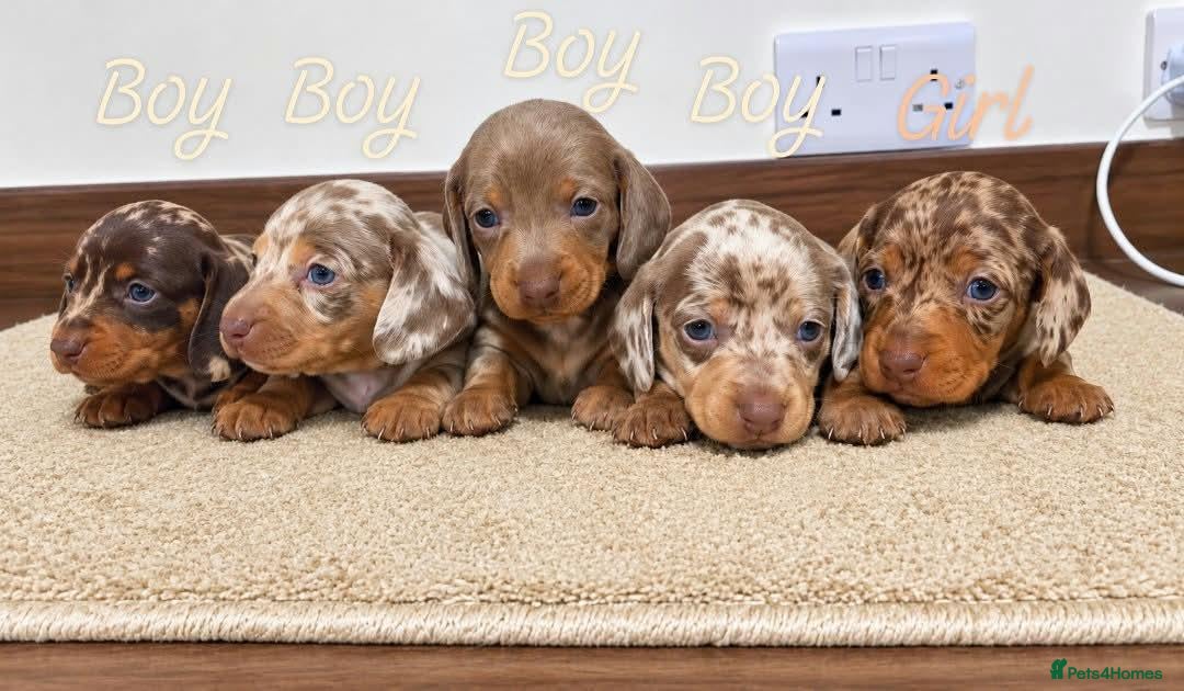 Miniature Dachshund dogs Stunning Dachshund Puppies❤️Reservations Now Open! - Advert 15