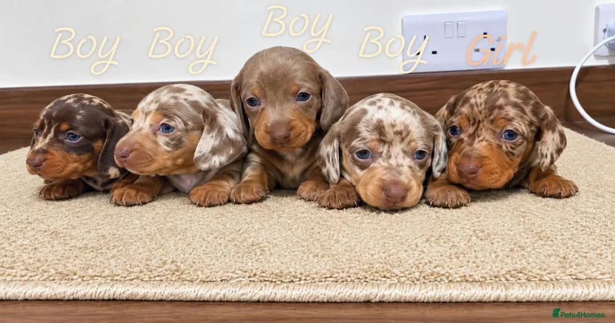 Dapple dachshund Puppies for sale | Pets4Homes
