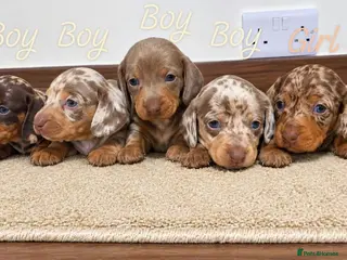Miniature Dachshund dogs Stunning Dachshund Puppies❤️Reservations Now Open! - Advert 15
