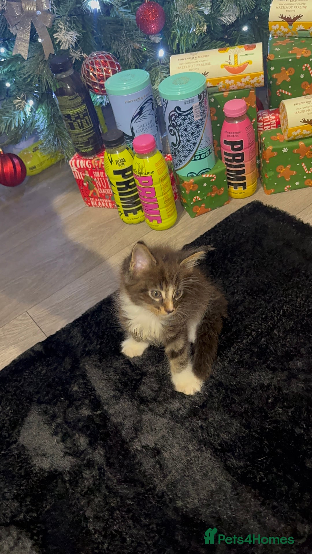 Maine Coon cats for sale: Full Maine Coon for sale - Advert 29