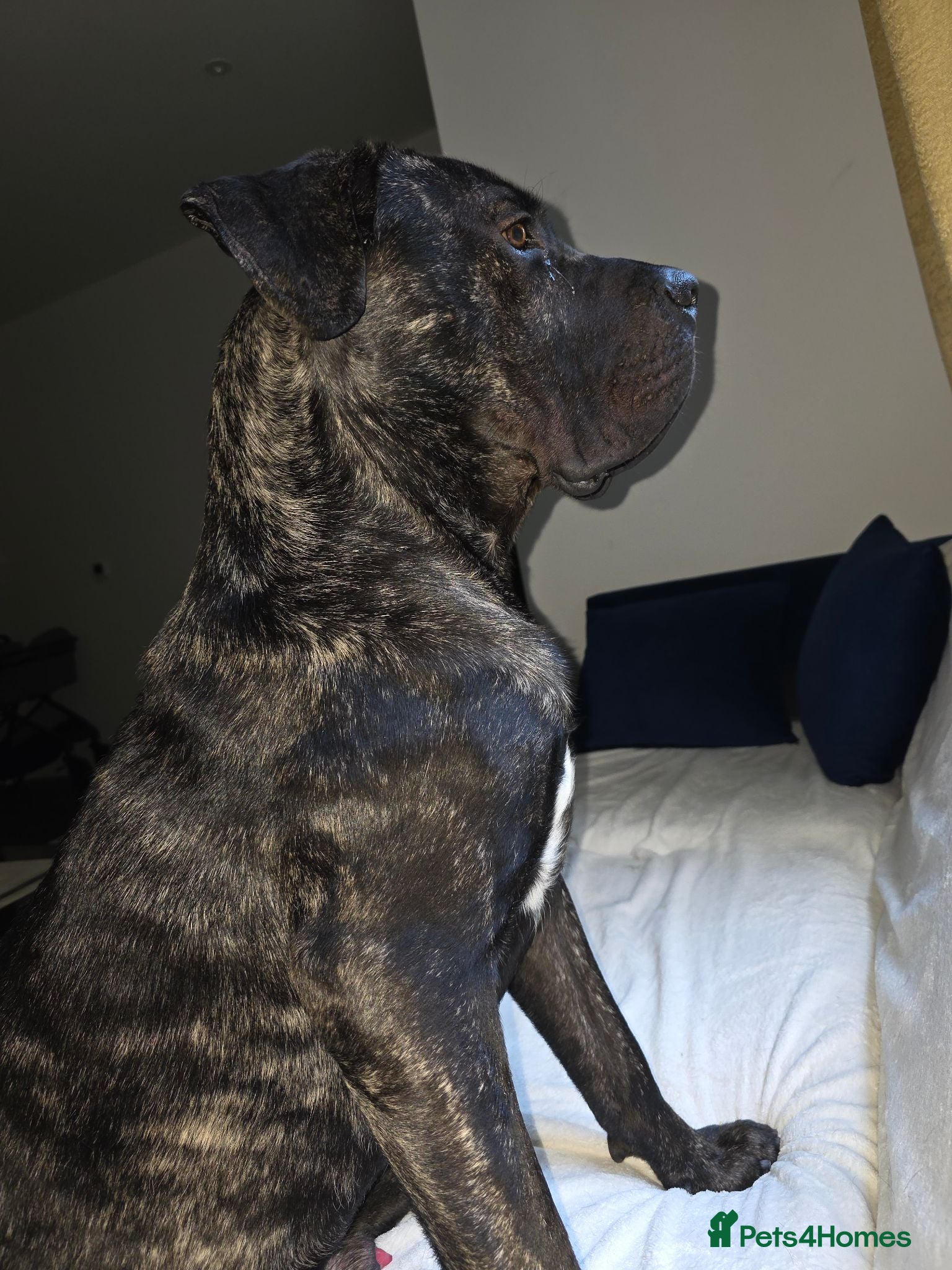 Cane Corso dogs Cane corso - Advert 1