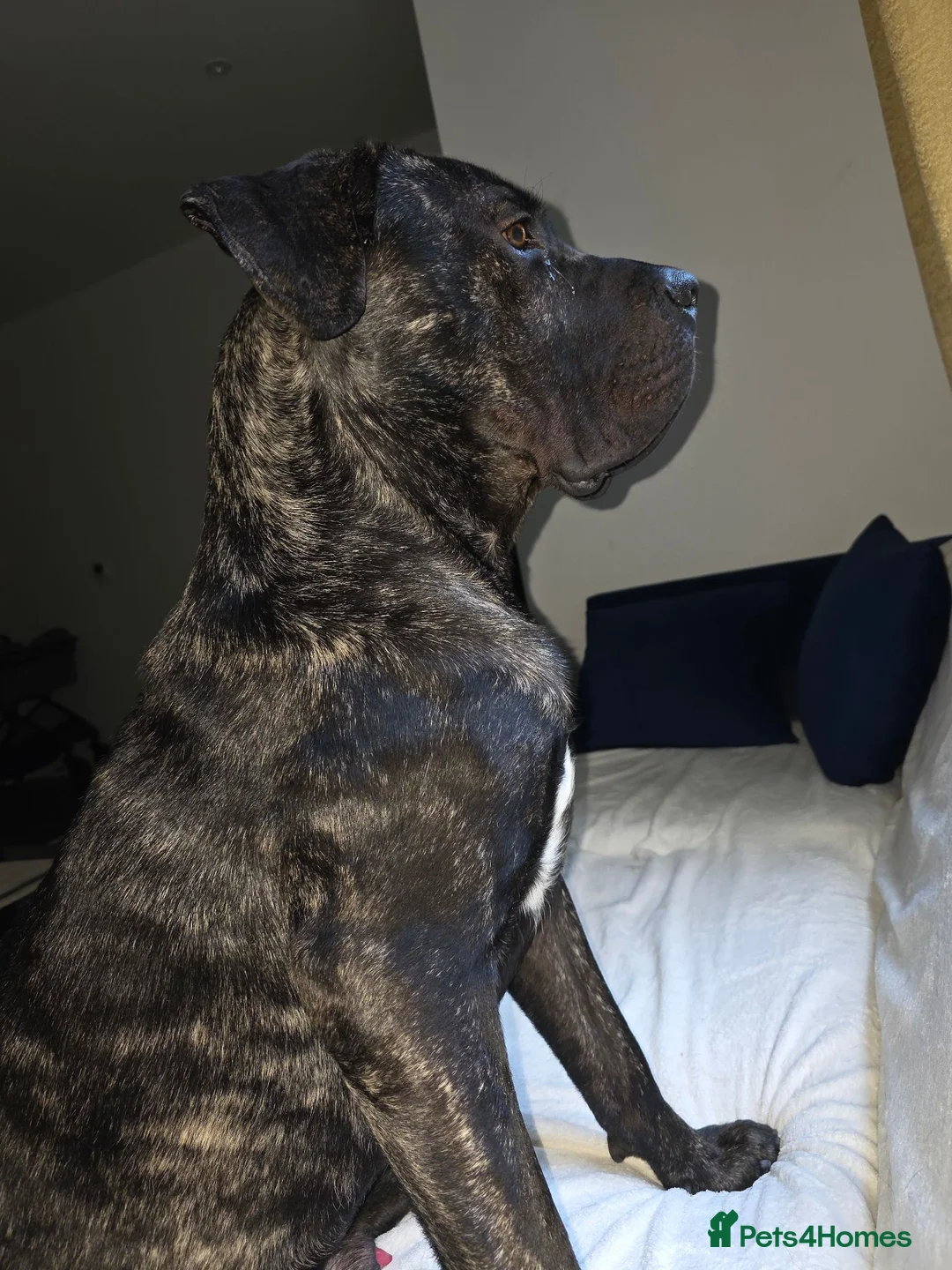 Cane Corso dogs for sale: Cane corso in Watford - Advert 1