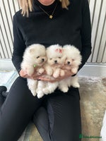 Pomeranian dogs Outstanding champion bloodline KC reg puppies - Advert 3