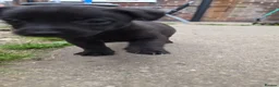 Mixed Breed dogs for sale: Lurcher x jackchi  - Advert 3