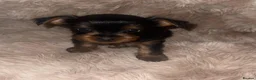 Yorkshire Terrier dogs for sale: Stunning  Yorkshire Terrier puppies 1 Puppy Left - Advert 13