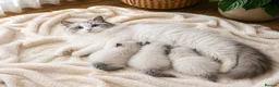 Ragdoll cats for sale: Stunning Ragdoll kittens GCCF Pet /Active  - Advert 1