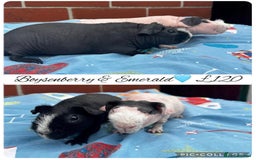 Guinea Pig rodents for sale: 2 bonded skinny boys - Image 1