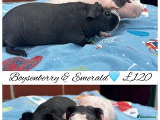 Guinea Pig rodents Skinny pigs - Advert 1