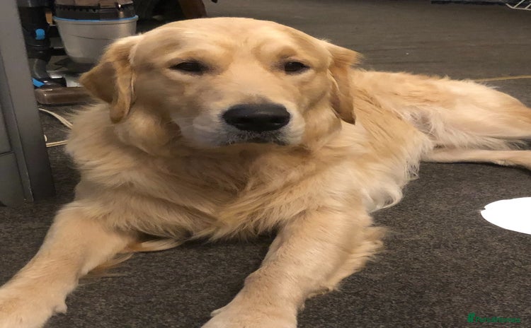 Golden Retriever dogs - Advert 1