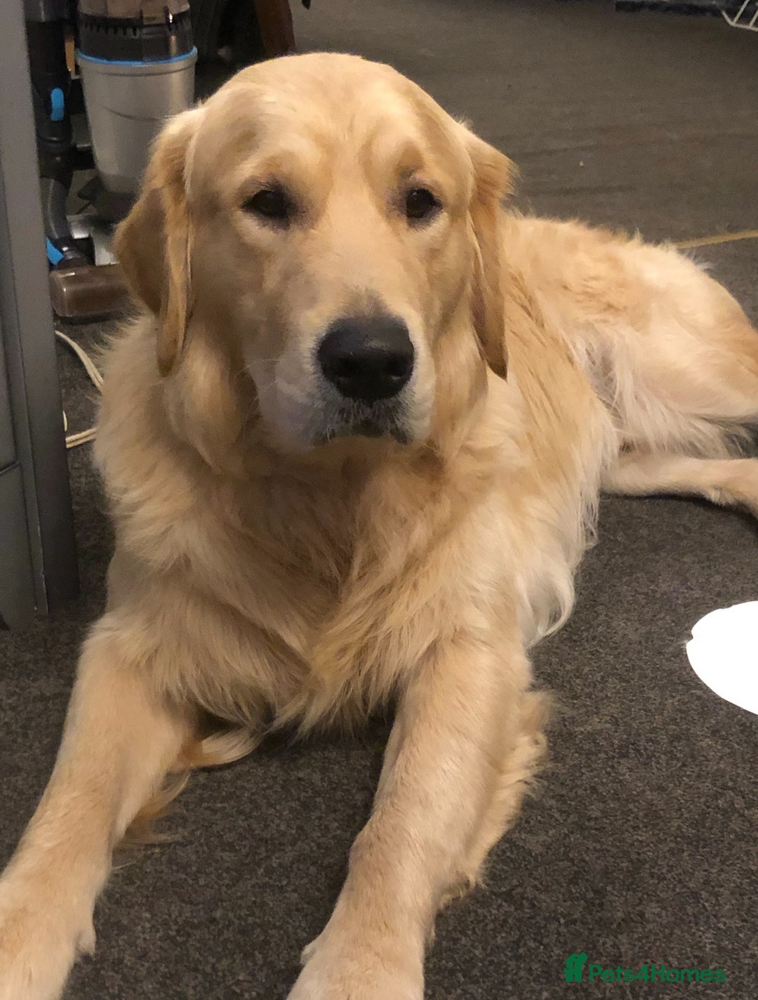 Golden Retriever dogs for sale: Looking for his forever home  - Image 1