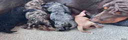 Cockapoo dogs for sale: Beautiful puppies  - Advert 3