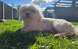 Maltese dogs for stud: Tiny Maltese Stud  - Image 3