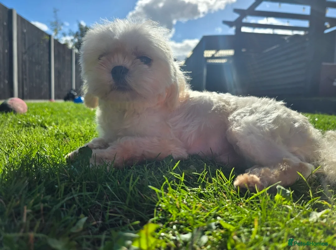 Maltese dogs for stud: Tiny Maltese Stud  - Advert 3