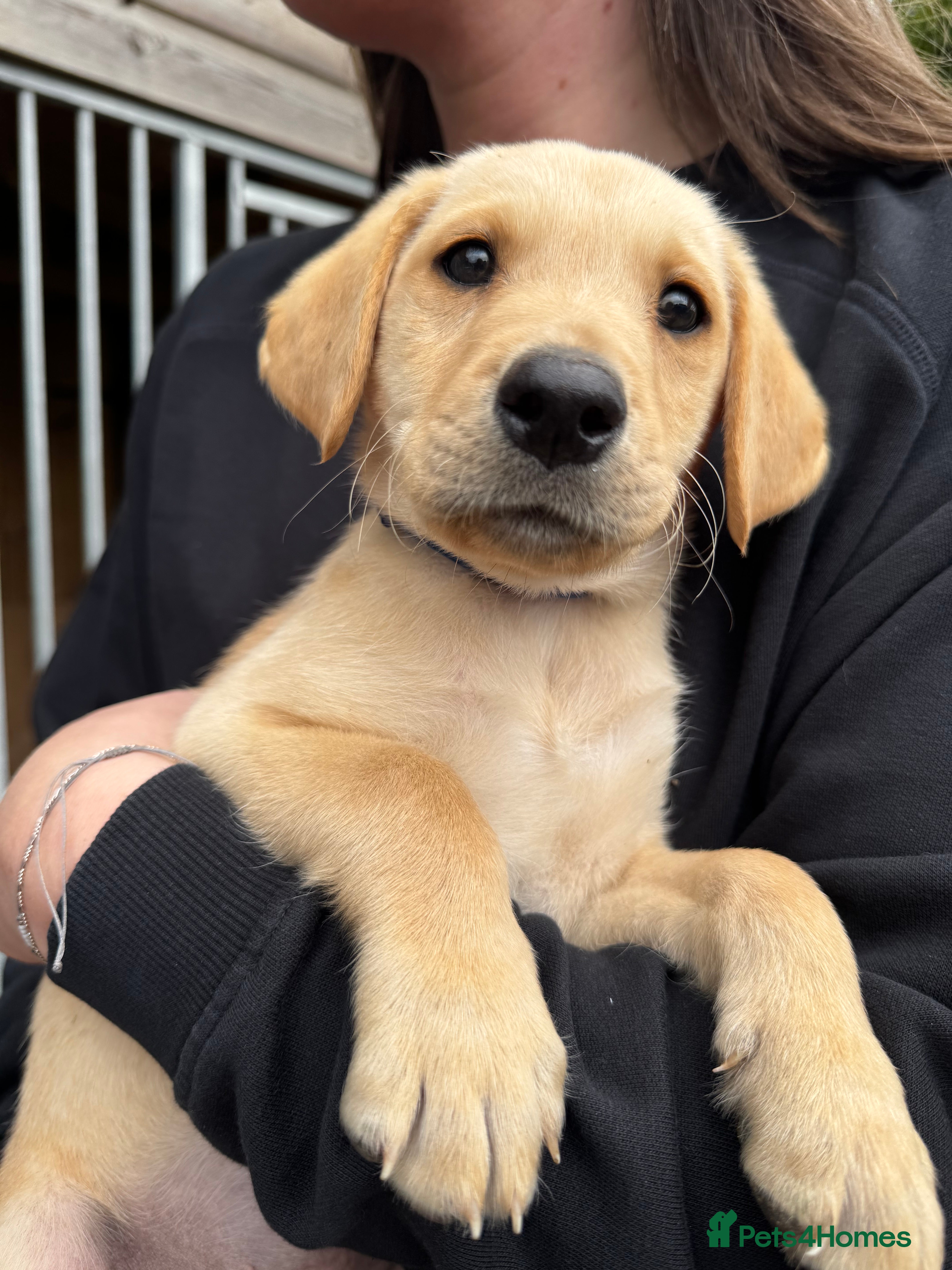 pet shop selling puppies near me