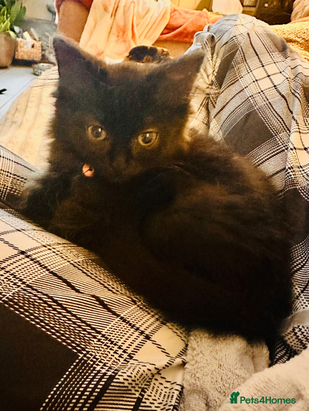 Mixed Breed cats for sale: Super fluffy female kitten - Advert 7