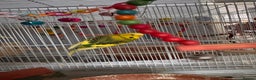 Budgerigars birds for sale: Budgies for sale - Advert 7