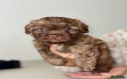 Mixed Breed dogs for sale: Adorable Puppies Looking for Their Forever Homes - Image 3