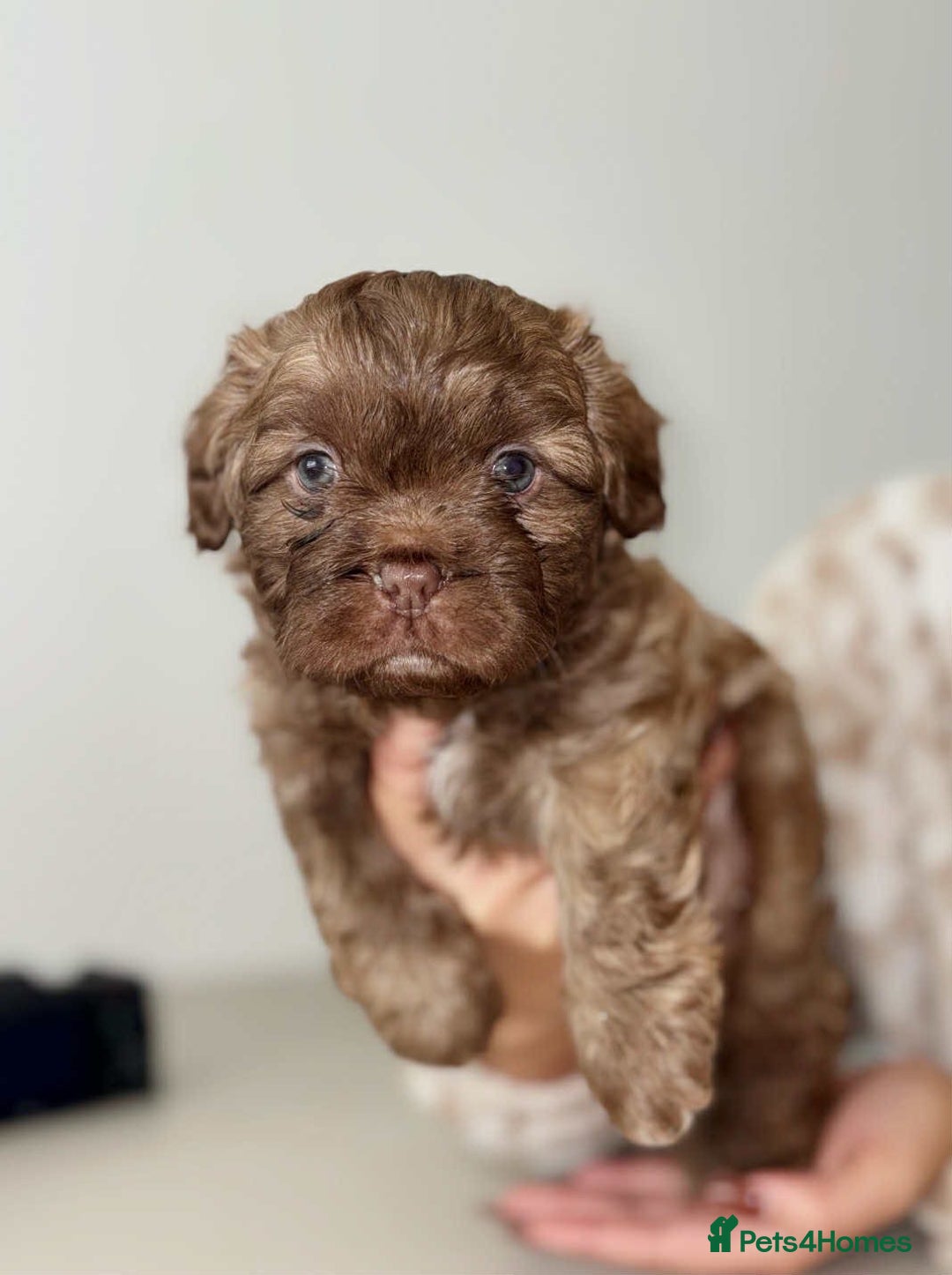 Mixed Breed dogs for sale: Adorable Puppies Looking for Their Forever Homes - Image 3