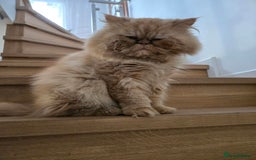 Ragdoll cats for sale: Ragdoll x Persian kittens  - Image 5