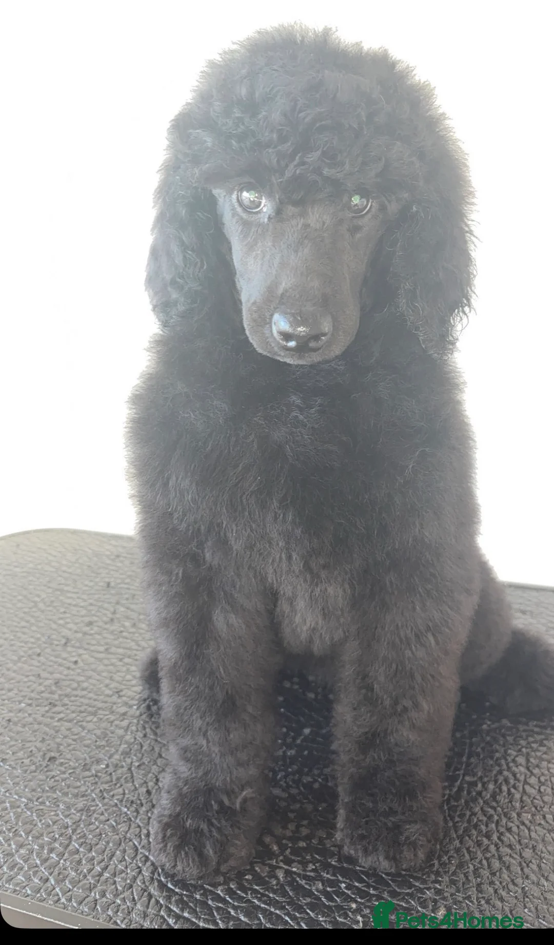 Standard Poodle dogs for sale: ReducedKC Registered standard poodle puppies  - Advert 10