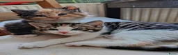 Mixed Breed cats for sale: 2 gorgeous calico kittens - Advert 2