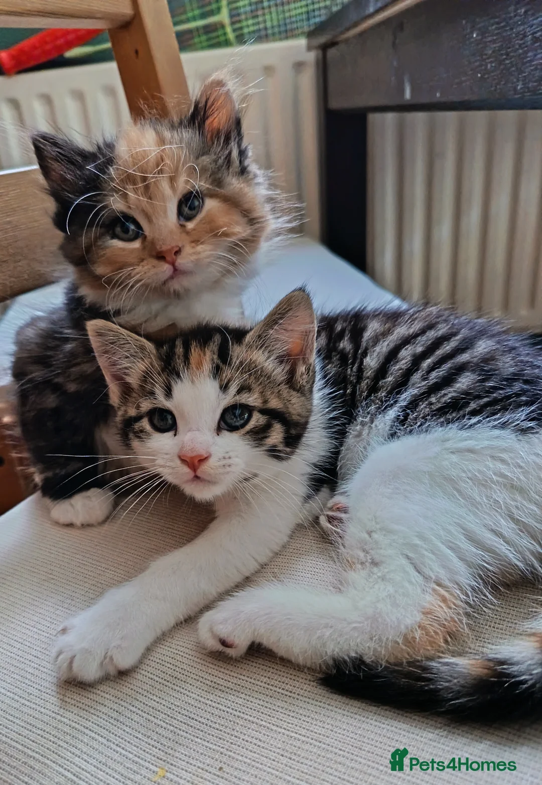 Mixed Breed cats for sale: 2 gorgeous calico kittens - Advert 2
